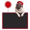 Pug puppy dog wearing red cap, hanging with paws on blank blackboard with sale sign