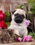 Pug puppy and flower roses