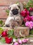 Pug puppy and flower roses