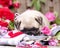 Pug puppy and flower roses