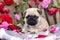 Pug puppy and flower roses