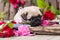 Pug puppy and flower roses