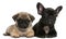 Pug puppy and French Bulldog puppy, 8 weeks old