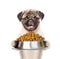 Pug puppy holding bowl of dry dog food. isolated on white background