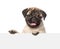 Pug puppy looking at camera from behind empty board. isolated