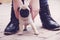 Pug puppy outside shoes