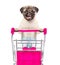 Pug puppy pushing a shopping cart. isolated on white background