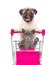 Pug puppy pushing a shopping cart, in which a cat sitting. isolated on white background