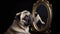 Pug Puppy\\\'s First Encounter with a Mirror