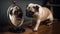 Pug Puppy\\\'s First Encounter with a Mirror
