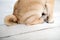 Pug puppy sitting on wood background tail closeup