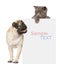 Pug puppy and small kitten above white banner. looking down. isolated