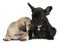 Pug puppy sniffing a French Bulldog puppy, 8