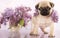 Pug puppy and spring lilas flowers