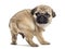 Pug puppy standing, looking backwards, isolated