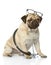 Pug puppy with a stethoscope on his neck.