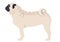 Pug Puppy vector illustration. pug dog on white background