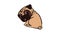 Pug ready for sleep icon animation