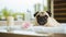 pug relaxed from spa procedures