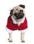 Pug in Santa coat, 1 year old