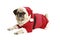 Pug in santa costume lies and looks