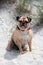 Pug sat on a english beach portrait