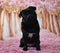 Pug sitting with cherry blossom background