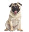 Pug, sitting and panting, 1 year old