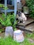 Pug sitting on rustic steps