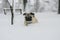 Pug in the snow.