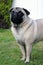 Pug standing on grass portrait close up