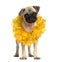 Pug standing wearing a hawaiian lei, isolated