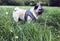 Pug stood on grass side view landscape