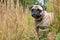 a pug on a trail surrounded by tall, dense grass