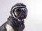 Pug wearing cream color Half helmet with Riding Glasses with dark brown leather jacket - Studio headshot portrait