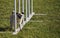 Pug and weave poles at dog agility trial