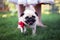 Pug on a wedding, looking to camera, facing, standing near bride