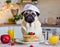 A pug in a white cap sits in front of a plate of pancakes in a cozy kitchen