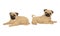 Pug with Wrinkly, Short-muzzled Face and Curled Tail Vector Set