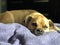 Puggle awake at end of bed relaxing