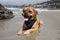 Puggle at the beach