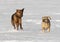 Puggle and Boxer Shepherd mixed breed dogs running in snow