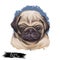 Puggle digital art illustration of cute dog muzzle isolated on white. Crossbreed dog between Beagle and Pug, hand drawn