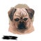 Puggle digital art illustration of cute dog muzzle isolated on white. Crossbreed dog between Beagle and Pug, hand drawn cute pet