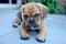 Puggle puppy