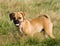 Puggle Puppy Stands in the Grass