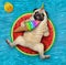 Pugicorn eats ice cream on inflatable ring