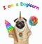 Pugicorn eats ice cream and lollipop