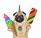 Pugicorn with lollipop and ice cream 2