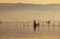 PUGLIA, ITALY - September 16, 2016: At sunset men who are fixing poles and nets for the farming of mussels and eels in lake Varano